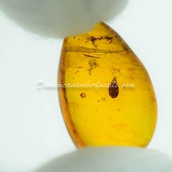 Hemiptera Aradidae Flat Bug Inclusion Dominican Amber