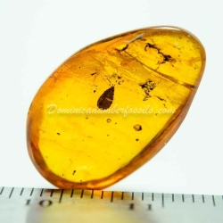 Hemiptera Aradidae Flat Bug Inclusion Dominican Amber 5