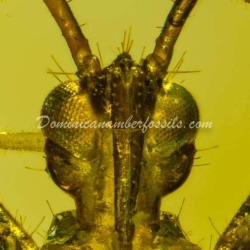 Hemiptera Fossil Inclusion Amber Dominican 6