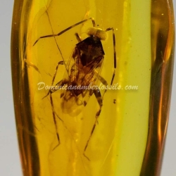 Hemiptera Inclusion On Dominican Amber 2