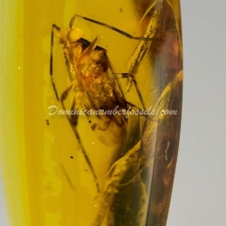 Hemiptera Inclusion On Dominican Amber 3