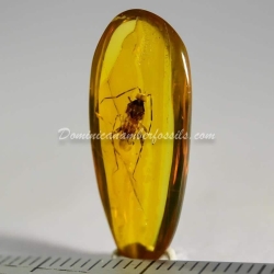 Hemiptera Inclusion On Dominican Amber