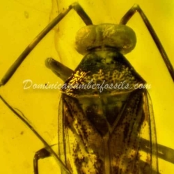 Hemiptera Inclusion On Dominican Amber 6