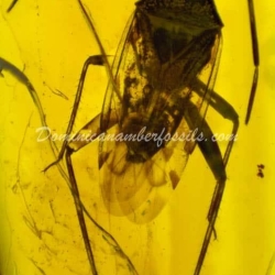 Hemiptera Inclusion On Dominican Amber 7