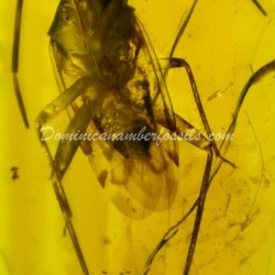 Hemiptera Inclusion On Dominican Amber 8