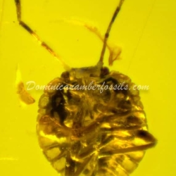 Hemiptera Pentatomidae 4