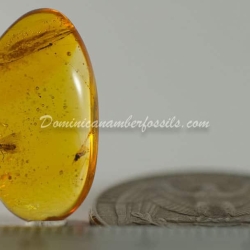 Hemiptera On Clear Amber Piece 2