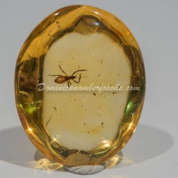 Hemiptera On Clear Amber Piece 2