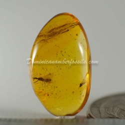 Hemiptera On Clear Amber Piece 3