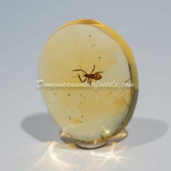 Hemiptera On Clear Amber Piece 4