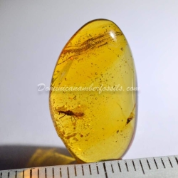 Hemiptera On Clear Amber Piece 7