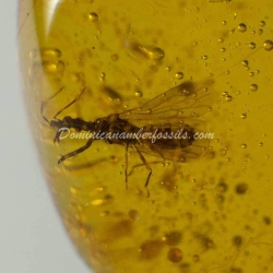 Hemiptera On Clear Amber Piece