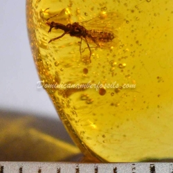 Hemiptera On Clear Amber Piece 8