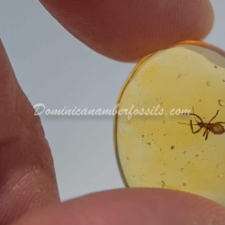 Hemiptera On Clear Amber Piece