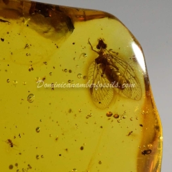 Heteroptera Hemerobiidae Fossil Inclusion Amber Dominican 3