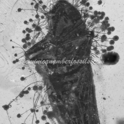 Homoptera Cicadellidae With Fungus Growing On Body 2