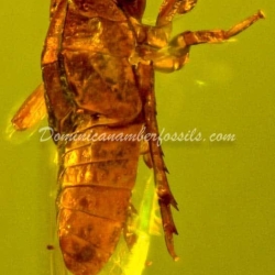 Homoptera Nymph On Clear Amber Piece 11