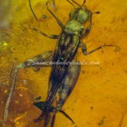 Homoptera And Orthoptera Inclusions 6