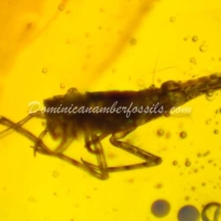 Homoptera And Orthoptera Inclusions 8