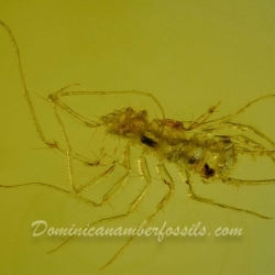 House Centipede 6