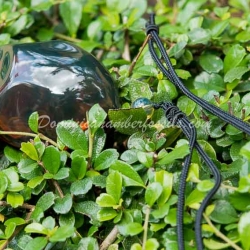 Huge Dominican Amber Pendant 2