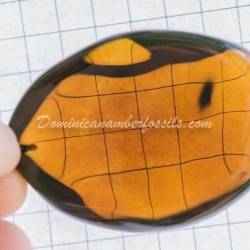 Huge Dominican Amber Pendant 5