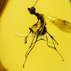 Hymenoptera Dryinidae 5