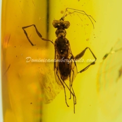 Hymenoptera Dryinidae Inclusion Dominican Amber 3