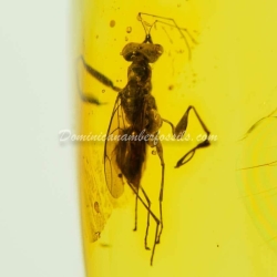 Hymenoptera Dryinidae Inclusion Dominican Amber 4