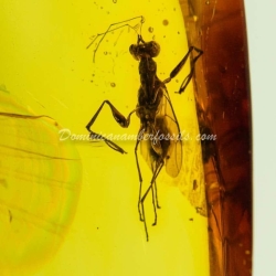 Hymenoptera Dryinidae Inclusion Dominican Amber 5