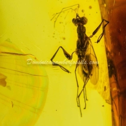 Hymenoptera Dryinidae Inclusion Dominican Amber 6