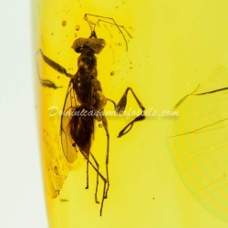 Hymenoptera Dryinidae Inclusion Dominican Amber 9