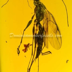 Hymenoptera Dryinidae Wasp 12