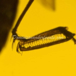 Hymenoptera Dryinidae Wasp 13