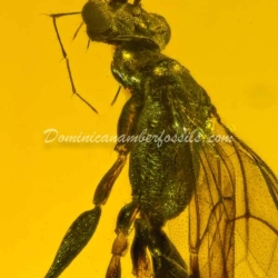 Hymenoptera Dryinidae Wasp 15