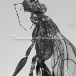 Hymenoptera Dryinidae Wasp 16