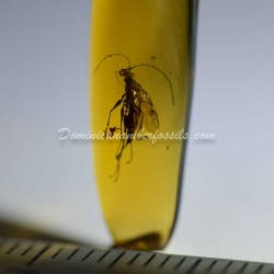 Hymenoptera Dryinidae Wasp 5