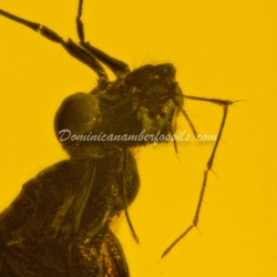 Hymenoptera Dryinidae Wasp 7