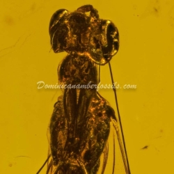 Hymenoptera Dryinidae Wasp 8