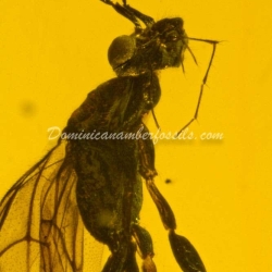 Hymenoptera Dryinidae Wasp 8