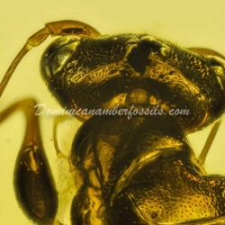 Hymenoptera Dryinidae On Clear Amber Piece 10