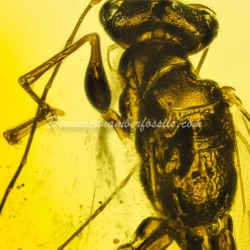 Hymenoptera Dryinidae On Clear Amber Piece 11