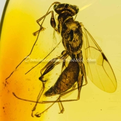 Hymenoptera Dryinidae On Clear Amber Piece 12