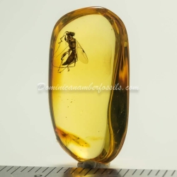 Hymenoptera Dryinidae On Clear Amber Piece 2