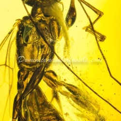 Hymenoptera Dryinidae On Clear Amber Piece 3