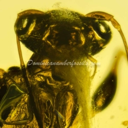 Hymenoptera Dryinidae On Clear Amber Piece 5