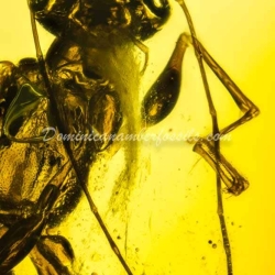 Hymenoptera Dryinidae On Clear Amber Piece 6