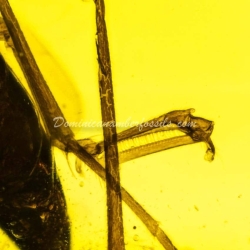 Hymenoptera Dryinidae On Clear Amber Piece 9