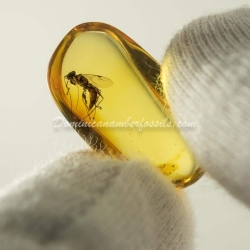 Hymenoptera Dryinidae On Clear Amber Piece