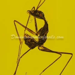 Hymenoptera Formicidae Leptomyrmex 10